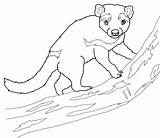 Tasmanian Devil Coloring Tree Supercoloring Pages sketch template
