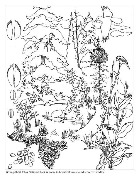 taiga biome colouring pages coloring pictures  animals forest