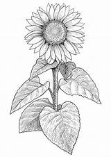 Realistic Girassol Girasol Sunflowers Gravura Gogh Ilustracao sketch template