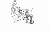 Reproductive Unlabeled Reproductor Aparato Getdrawings Femenino Exam Eso Markcritz sketch template