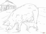 Pig Coloring Family Pages Main Supercoloring Drawing Skip Categories sketch template