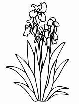 Coloring Pages Iris Flowers Flower Printable Kids Cliparts Cactus Color Irises Animated Drawings Coloringpages1001 Draw sketch template