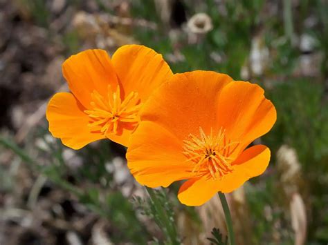 grow  care  california poppies pansy maiden