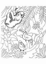 Toucan Coloriages Colorier Amazonie Lemurien Arbre Foret Savane Tropicale Hugolescargot Adulte Livres Toucans sketch template