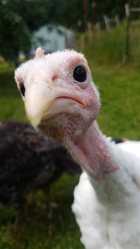 baby turkeys eyebleach