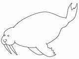 Walrus Inuit Coloring Pages Animals Ws sketch template
