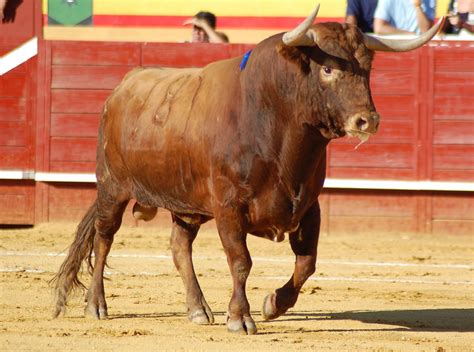 toros  ovacion cultura taurina pelaje del toro de lidia