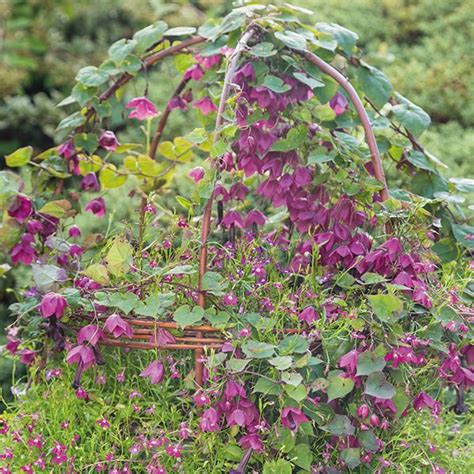 rhodochiton purple bell vine seeds  dt brown flower seeds