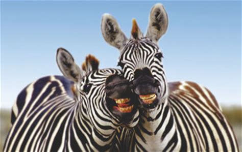 safaripark beekse bergen zet dierenliefde centraal tilburgcom