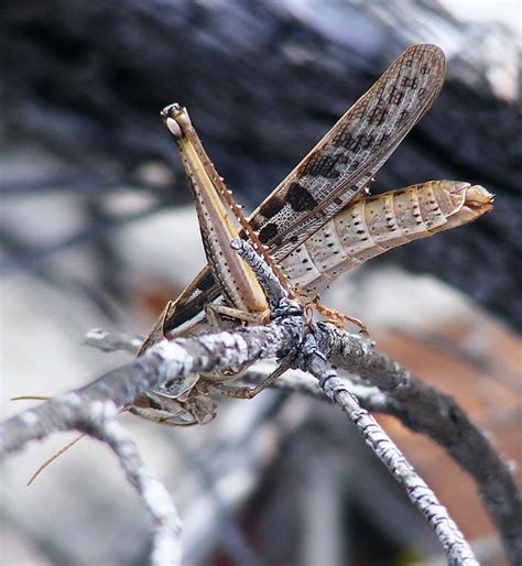 large south florida grasshopper flickr photo sharing