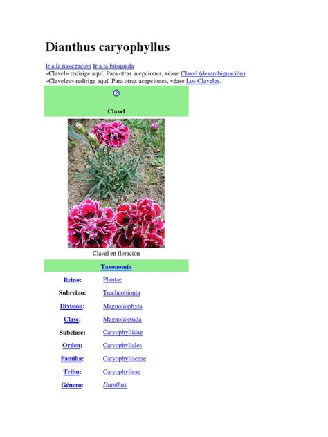 clavel botánica horticultura y jardinería