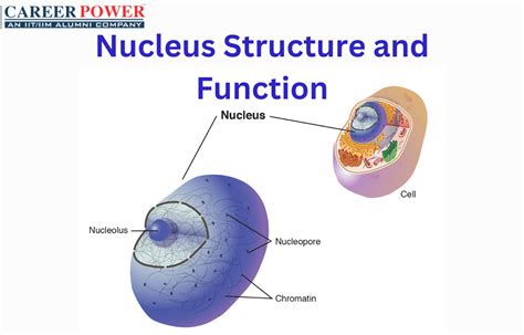 nucleus definition diagram function  structure