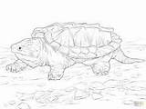 Alligator Snapping Coloring Designlooter Tortue sketch template
