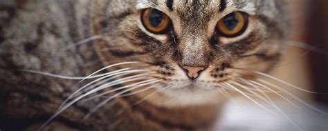 snuit van een gestreepte kat met gele ogen stock afbeelding image  poot leuk