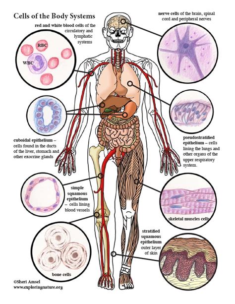 Human Organ System Diagram