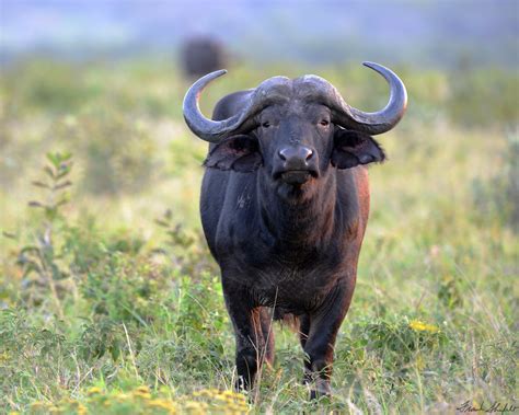 african buffalo  cape buffalo syncerus caffer septembe flickr