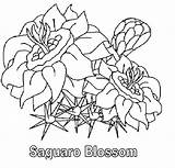 Blossom Saguaro sketch template