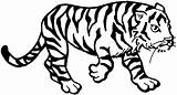 Tiger Coloring Pages Cub Animals sketch template
