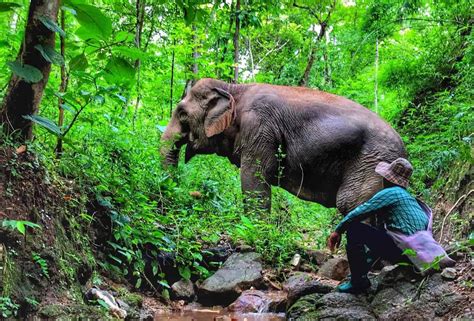 Book A Visit To This 100 Ethical Elephant Sanctuary Bees Thailand