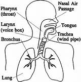 Respiratory Lungs Excretory sketch template