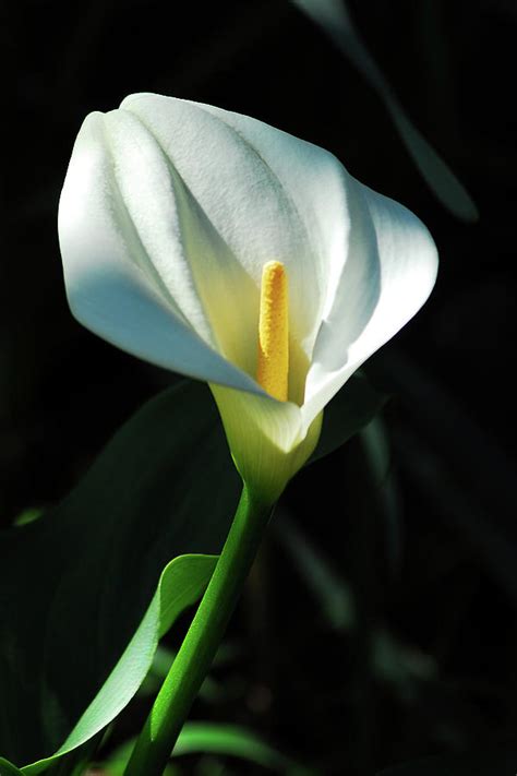 White Calla Lily Photograph By Jerry Griffin