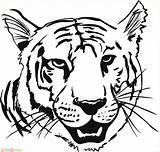 Tiger Coloring Harimau Mewarnai Tigre Gambar Tigres Tete Heads Coloriages Marimewarnai Ancenscp Paud sketch template