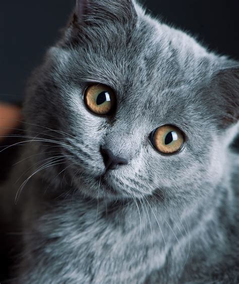 80 Best Angel Kitties Images On Pinterest