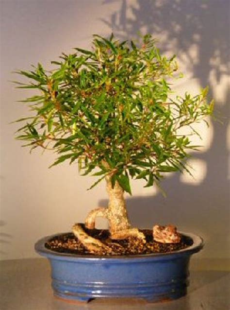 One Dwarf Weeping Willow Tree Cutting Excellent Bonsai