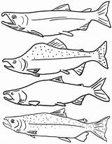 Coloring Salmon Sockeye 46kb 1100px Drawings sketch template