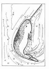 Sawfish sketch template