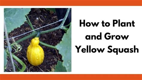 tips  planting yellow squash  treating squash problems