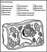 K12 Multiplication Getdrawings Organelle Printablemultiplication Sparingly sketch template