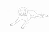 Coloring Pointer German Shorthair Designlooter 379px 77kb Pointers sketch template