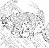 Margay Coloring Cat Pages sketch template