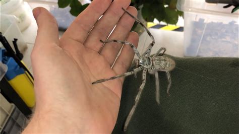 Giant Huntsman Spider From Australia Youtube