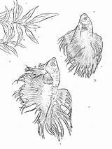 Coloring Fish Betta Pages Getdrawings Getcolorings Color sketch template