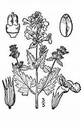 Nepeta Cataria Catnip Illustrated 1913 Britton Flora Northern Vol Courtesy Canada States Brown sketch template