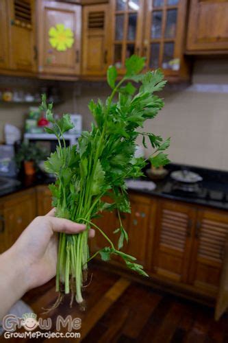 grow chinese celery celery plant growing vegetables celery