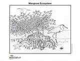 Mangrove Ecosystem Tree Geographic National Sketch Coloring Bangladesh Puzzle Games Wetlands Pages Jigsaw Forest Ecosystems Education Paintingvalley Marine Braces Spill sketch template