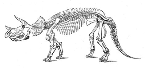 pin  adin dingwall  tattoos dinosaur skeleton dinosaur coloring