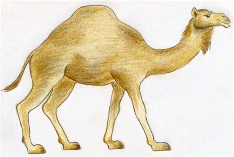 draw  camel simple quick  color pencil