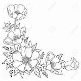 Flower Corner Drawing Outline Bouquet Hand Coloring Vector Anemone Background Windflower Leaf Drawings Bud Spring Floral Book Line Colouring Simple sketch template