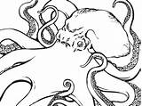 Designlooter Octopus sketch template