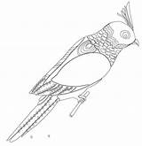 Coloring Budgerigar Pages Printable Color Categories Supercoloring sketch template