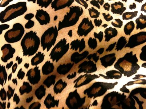 cheetah background pictures wallpapersafari