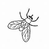Fly Clip Flies Housefly sketch template