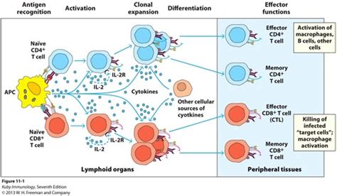 Adaptive Immunity T Cells Flashcards Quizlet