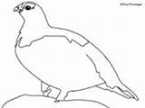 Coloring Willow Inuit Ptarmigan Pages Arctic Animals Tundra Book Goldfinch Colouring Ws Popular sketch template