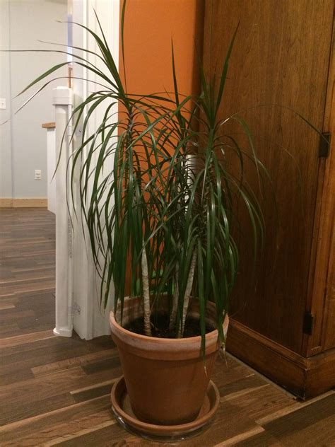 identification identify houseplant  tall stem  long thin