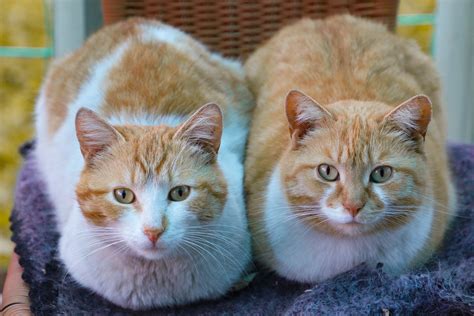 male  female cat    differences petozy